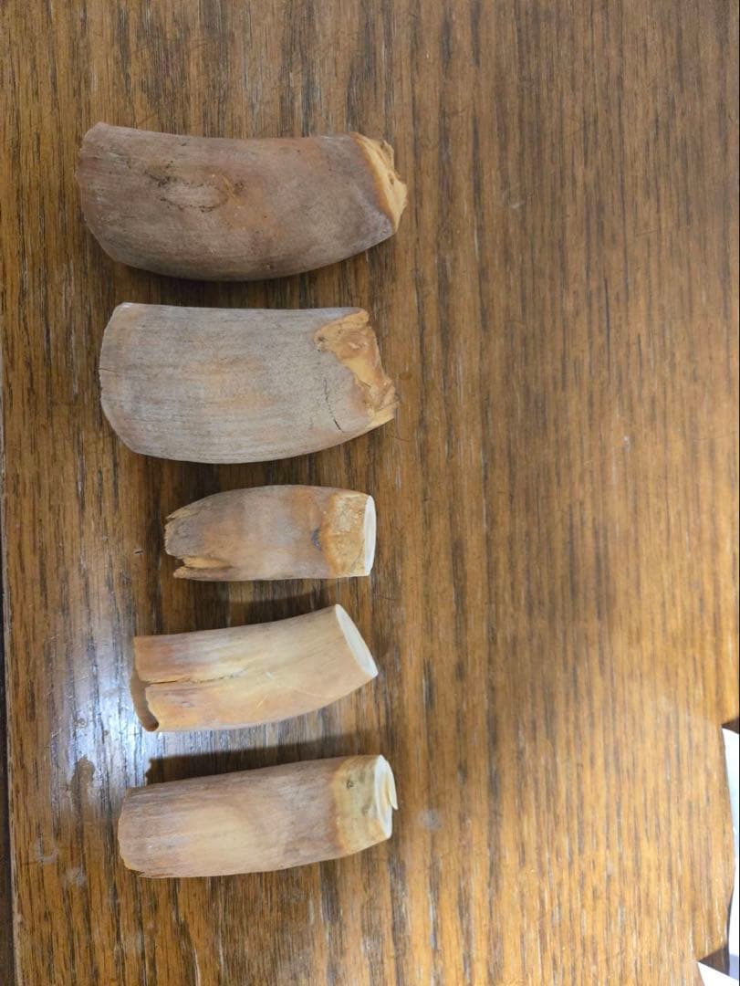 マッコウクジラの歯5個セット