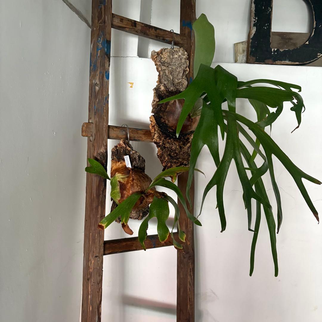 引き取り限定 昭和 レトロ 木製 古い長い梯子 ハシゴ グリーン ハンギング