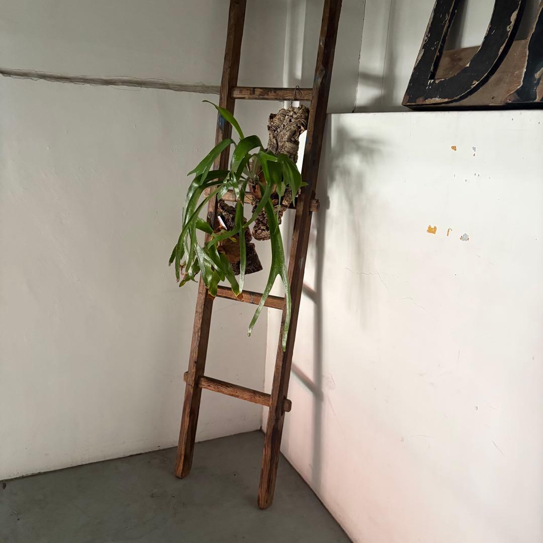 引き取り限定 昭和 レトロ 木製 古い長い梯子 ハシゴ グリーン ハンギング