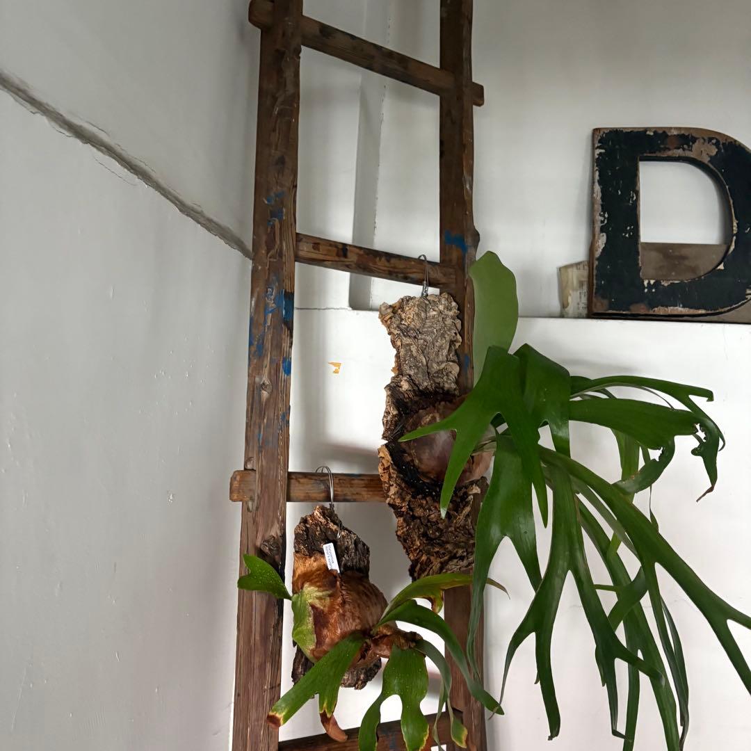 引き取り限定 昭和 レトロ 木製 古い長い梯子 ハシゴ グリーン ハンギング