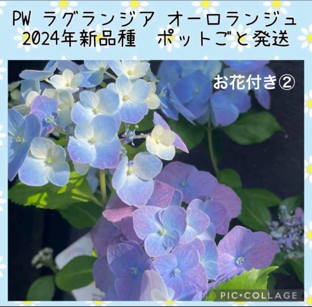 花苗】5号大苗 PW 正規品 ラグランジア クリスタルヴェール2 現品発送