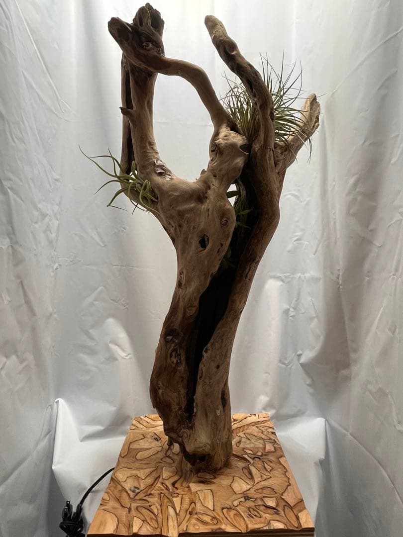 間接照明　植物　癒し