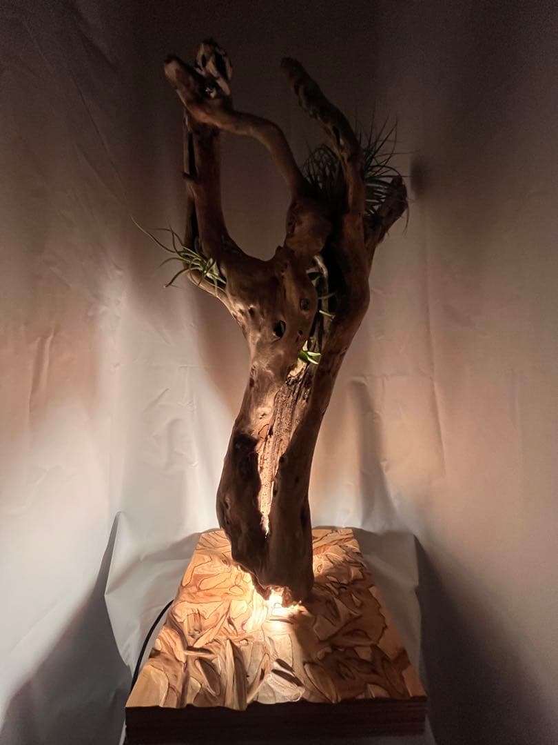 間接照明　植物　癒し