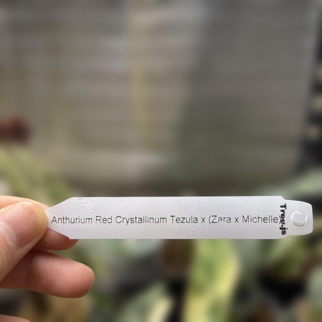 希少 アンスリウム 交配種