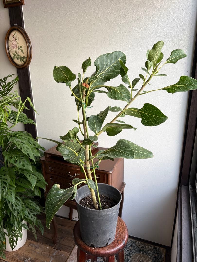 フィカス　クリシュナ 7号鉢 大株