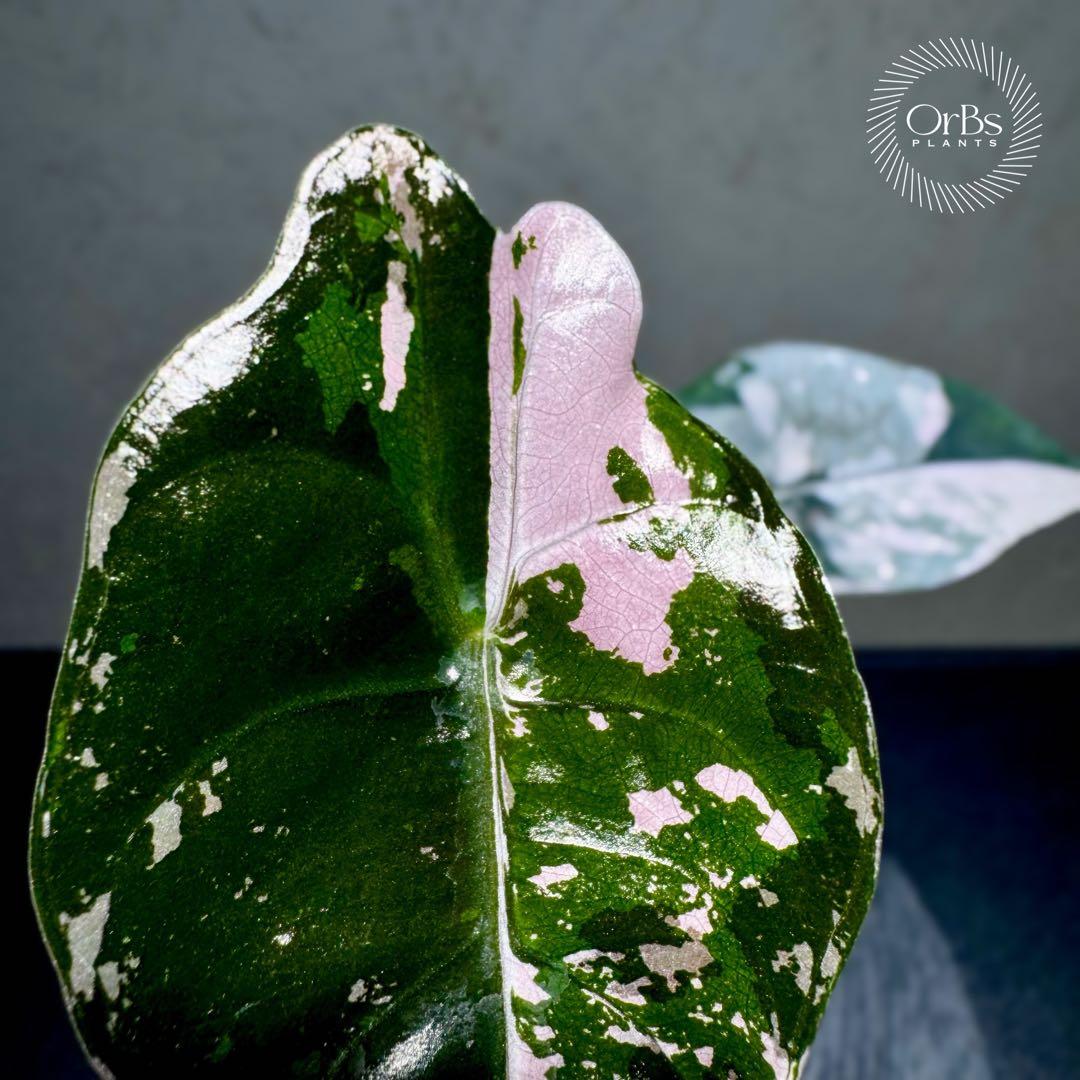 最終特価】アロカシア シャントリエリ ピンク斑入り 優良株 鉢のまま