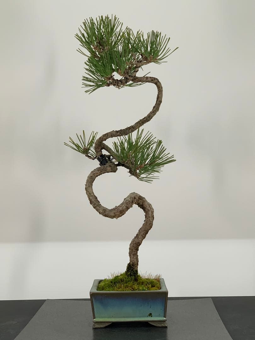 曲芸の美　幹流れの乙な文人黒松　樹高約43cm（検索/懸崖　真柏　赤松　盆栽）