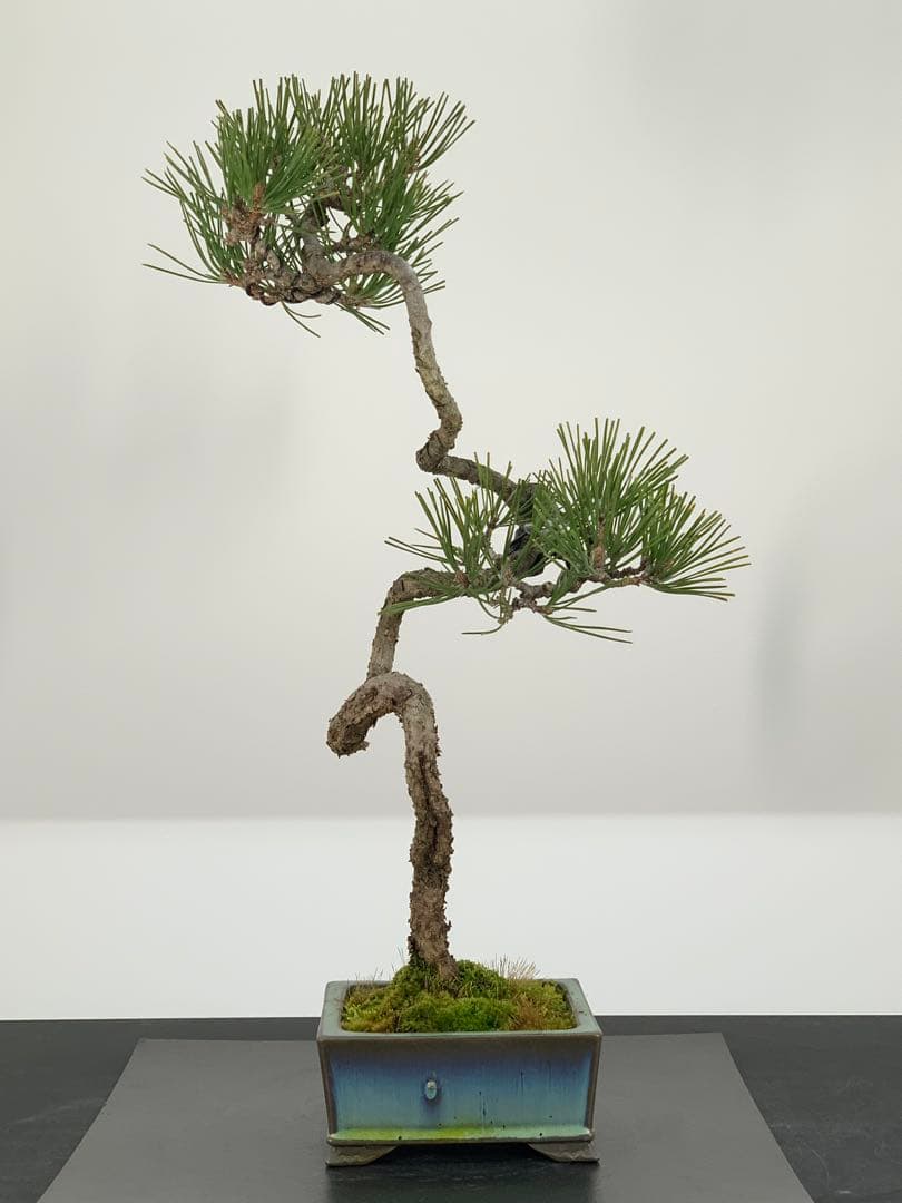 曲芸の美　幹流れの乙な文人黒松　樹高約43cm（検索/懸崖　真柏　赤松　盆栽）