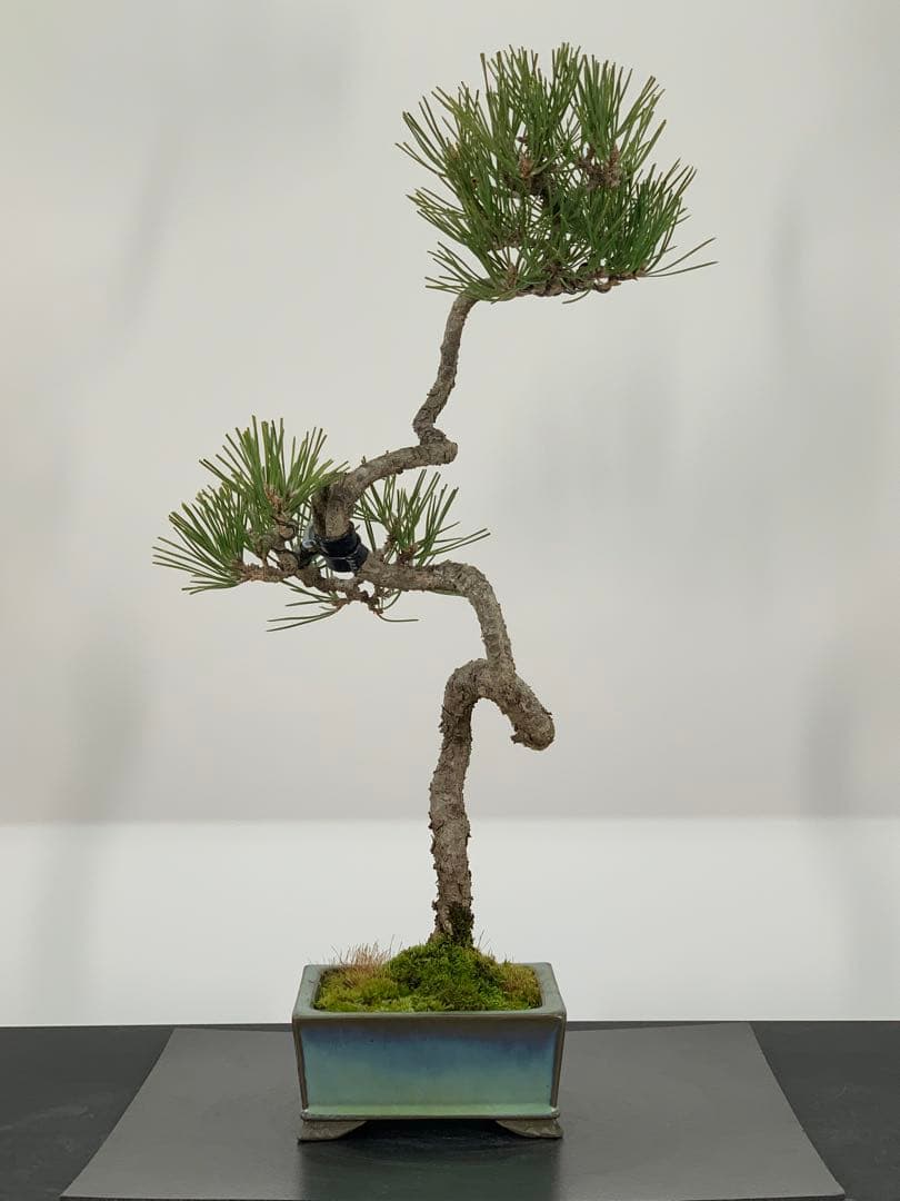曲芸の美　幹流れの乙な文人黒松　樹高約43cm（検索/懸崖　真柏　赤松　盆栽）