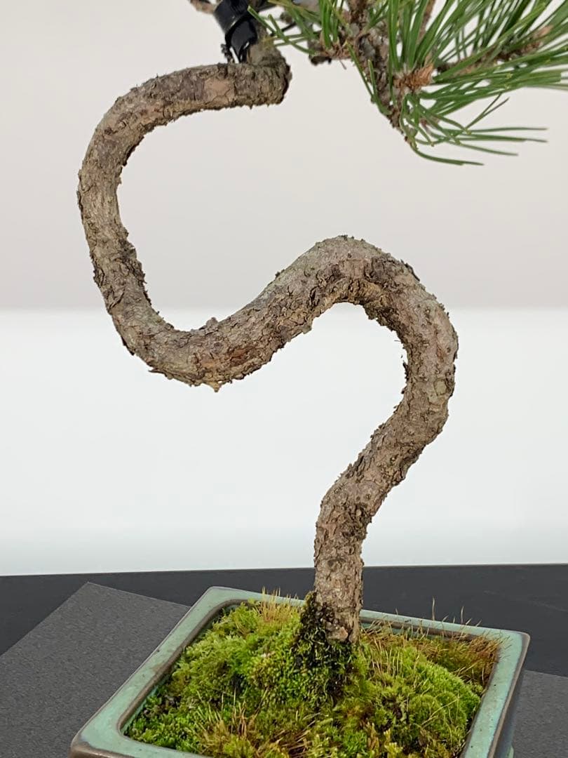 曲芸の美　幹流れの乙な文人黒松　樹高約43cm（検索/懸崖　真柏　赤松　盆栽）