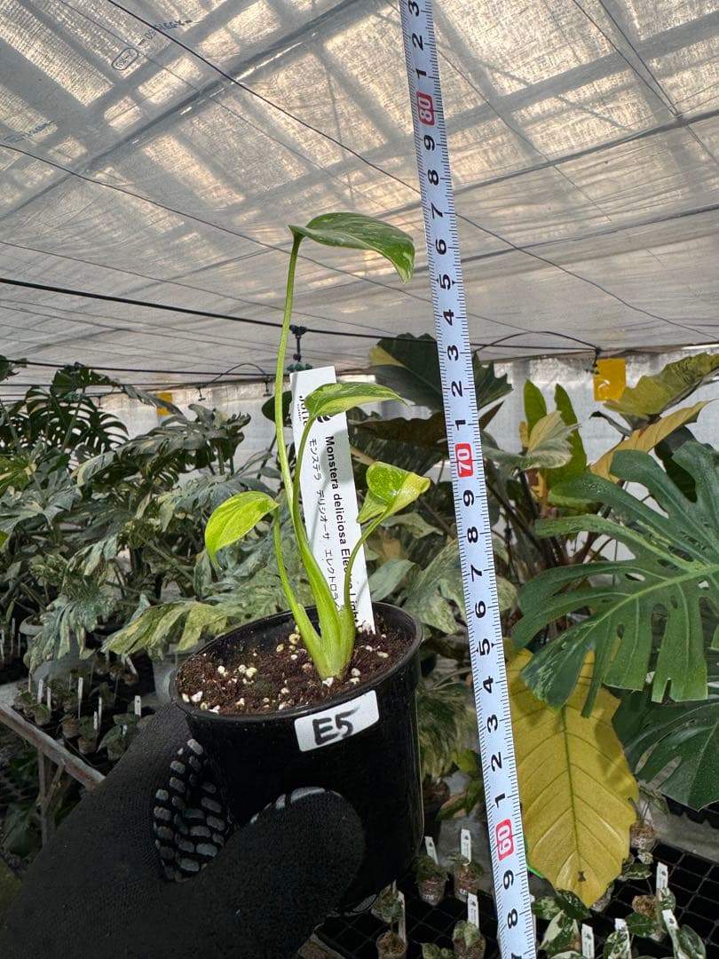 E5モンステラ　エレクトロライト　美斑入り株　送料込み