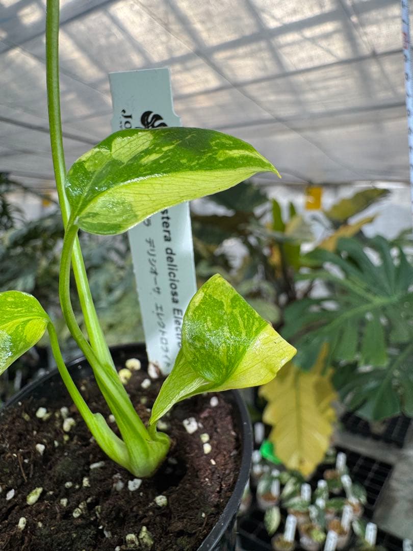 E5モンステラ　エレクトロライト　美斑入り株　送料込み