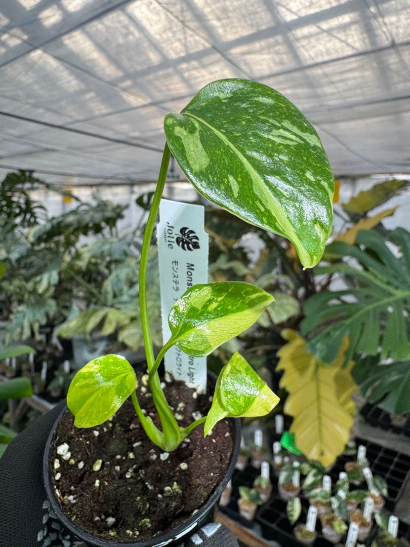 E5モンステラ　エレクトロライト　美斑入り株　送料込み