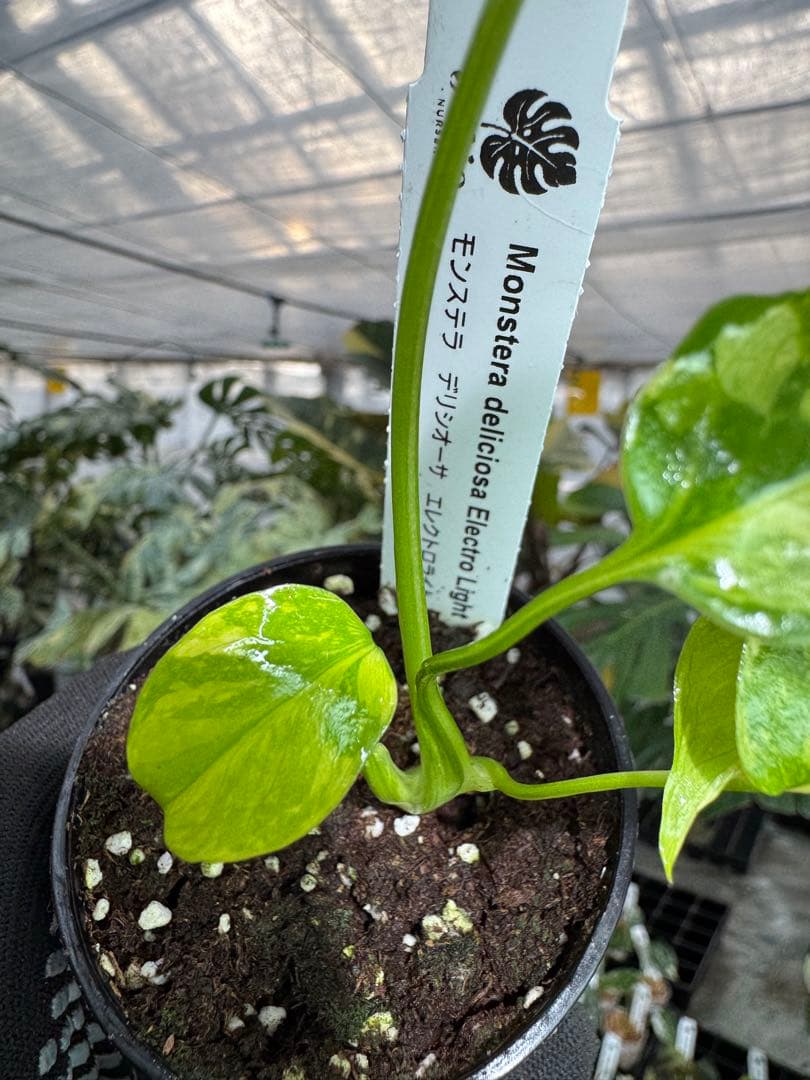 E5モンステラ　エレクトロライト　美斑入り株　送料込み