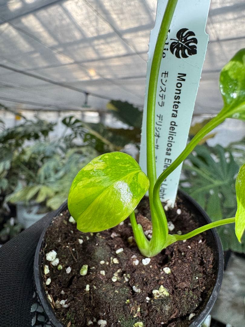 E5モンステラ　エレクトロライト　美斑入り株　送料込み