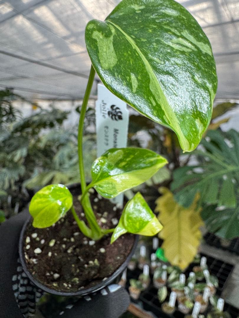 E5モンステラ　エレクトロライト　美斑入り株　送料込み