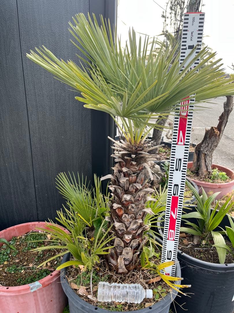 引き取り限定　チャボトウジュロ　チャメロプス　観葉植物 約90cm 黒鉢