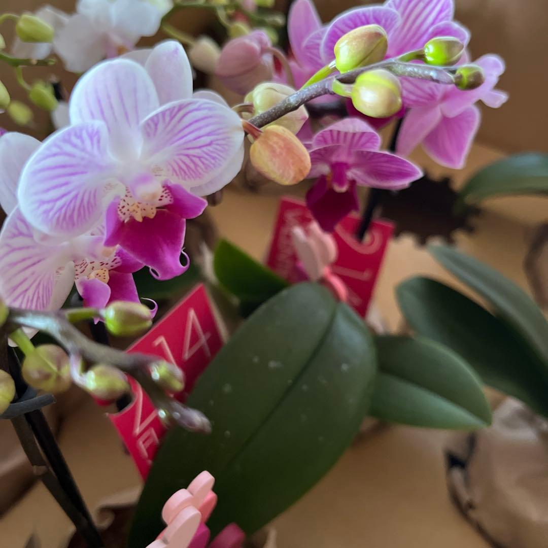 phal ミニ胡蝶蘭 8鉢セット - メルカリ