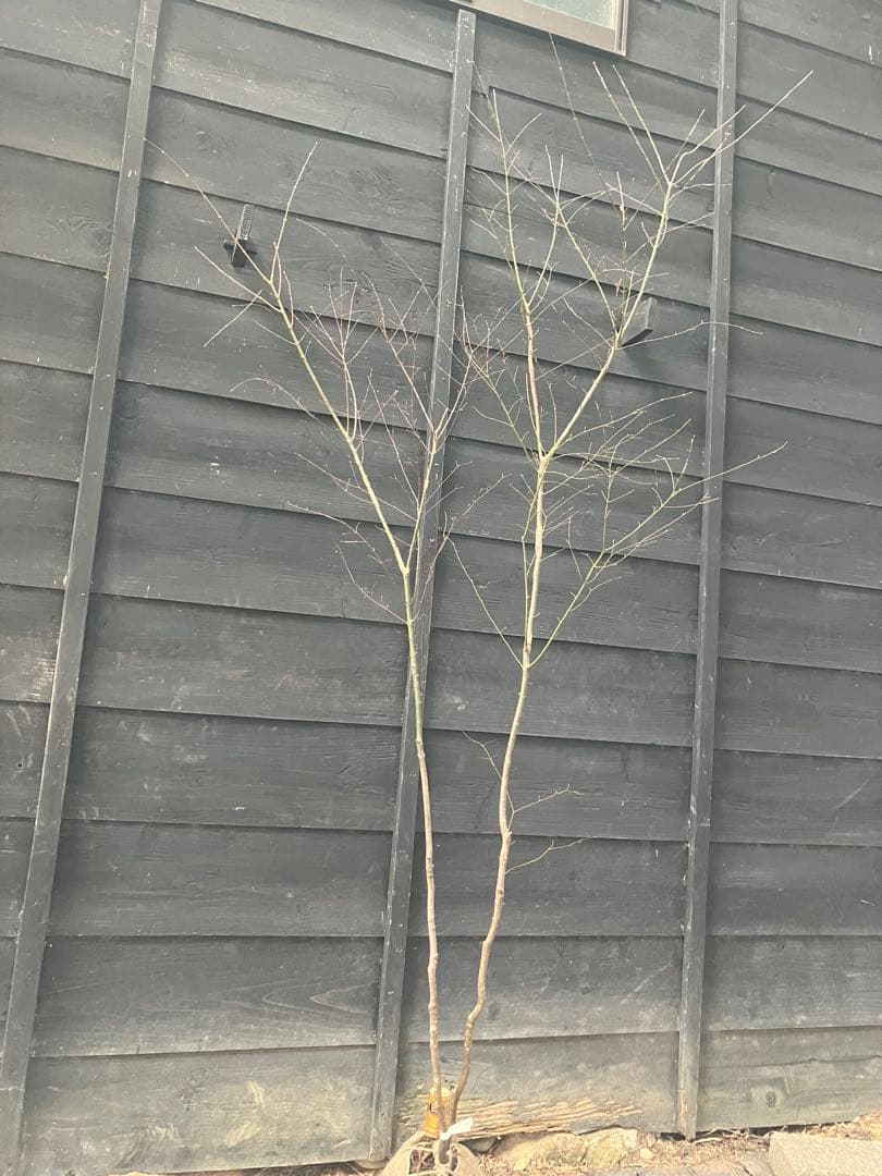 51 山採り　イロハモミジ