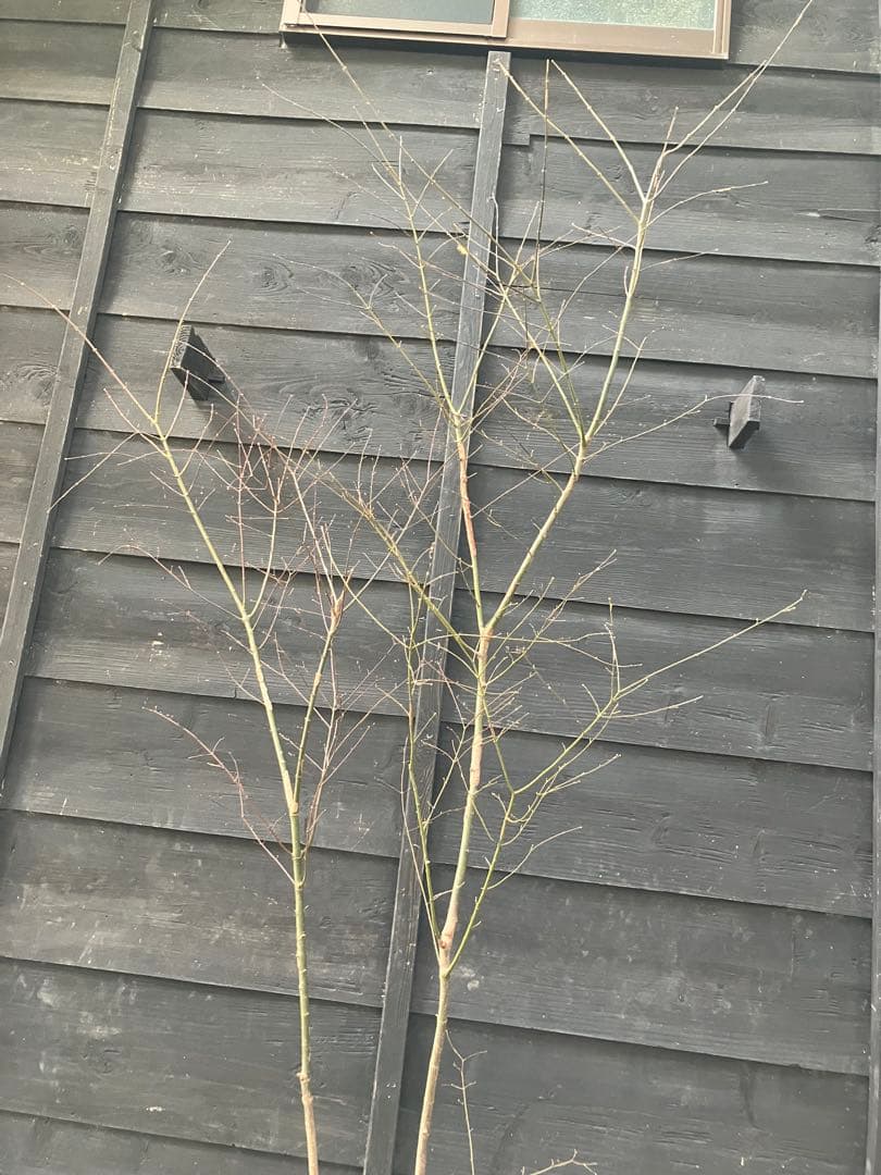 51 山採り　イロハモミジ