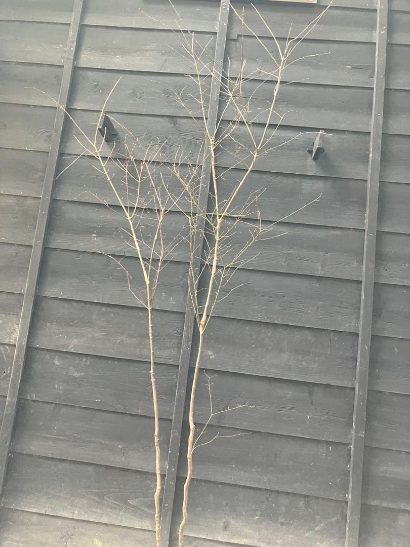 51 山採り　イロハモミジ