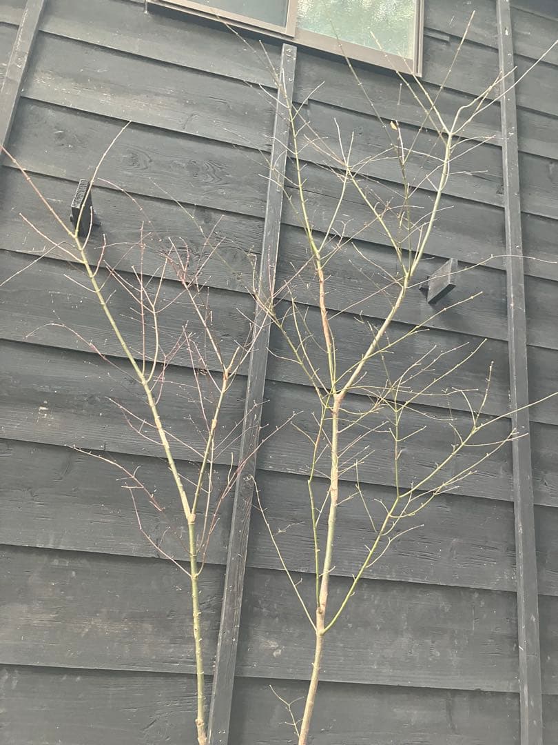 51 山採り　イロハモミジ