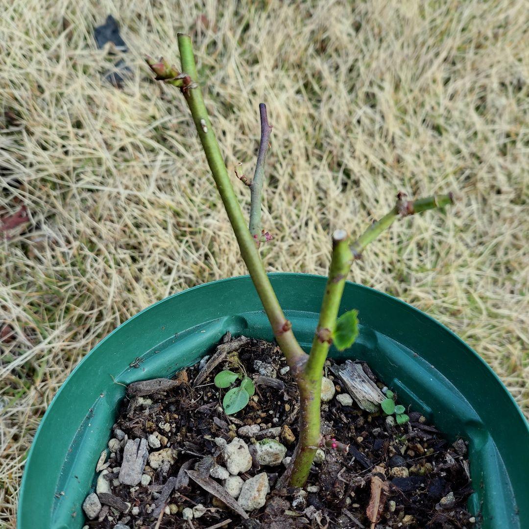 専用ページ、バラ苗・挿し木・四季咲き