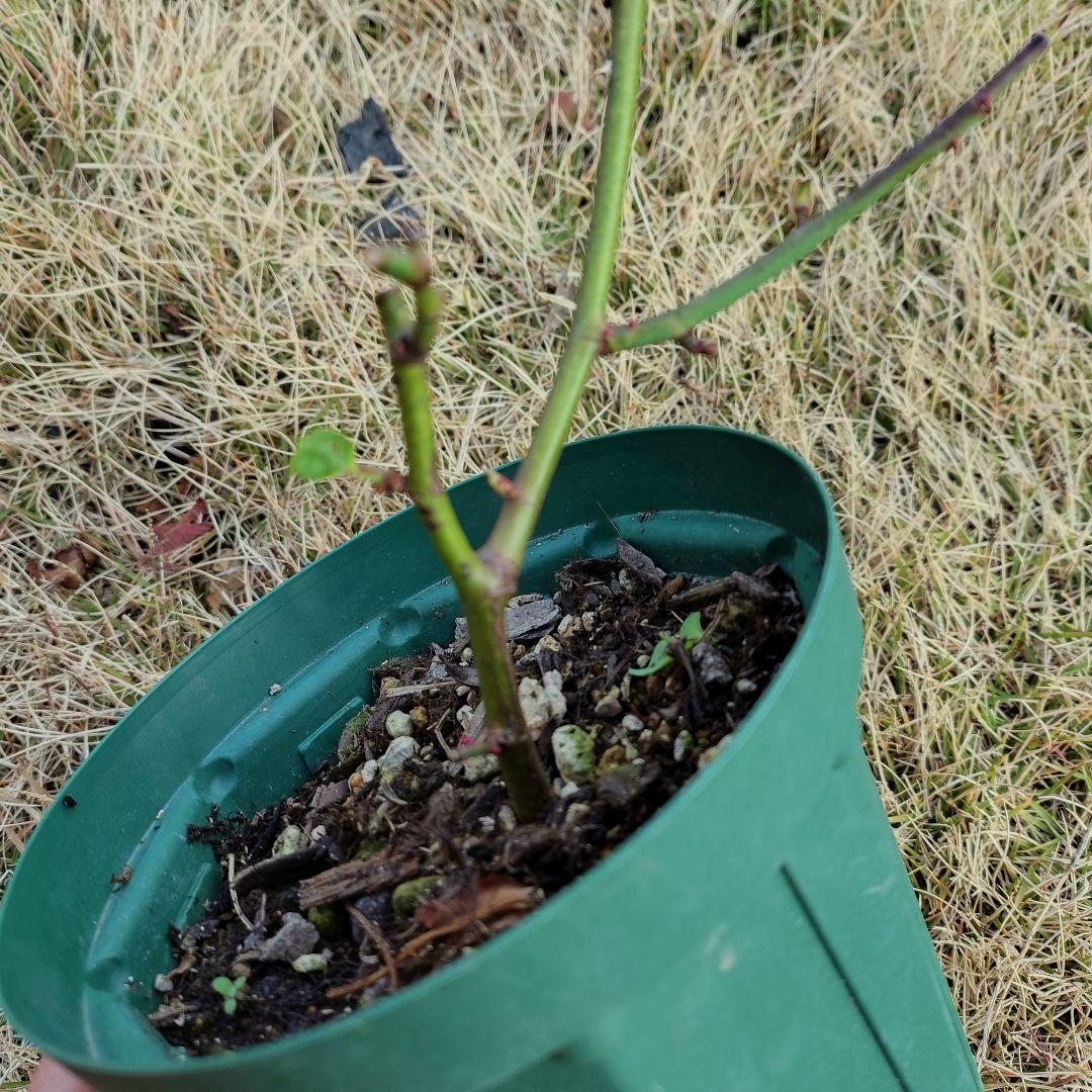 専用ページ、バラ苗・挿し木・四季咲き