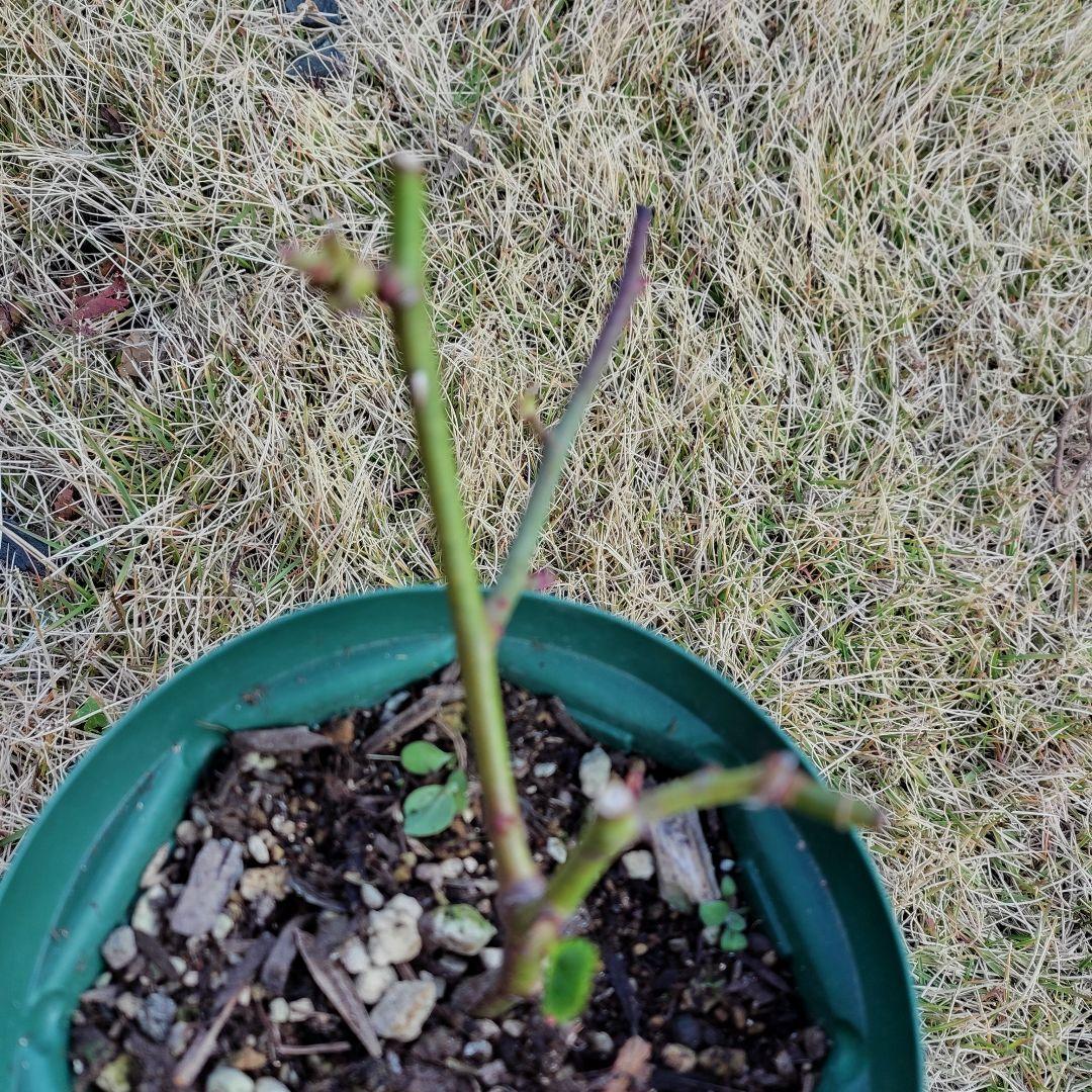 専用ページ、バラ苗・挿し木・四季咲き