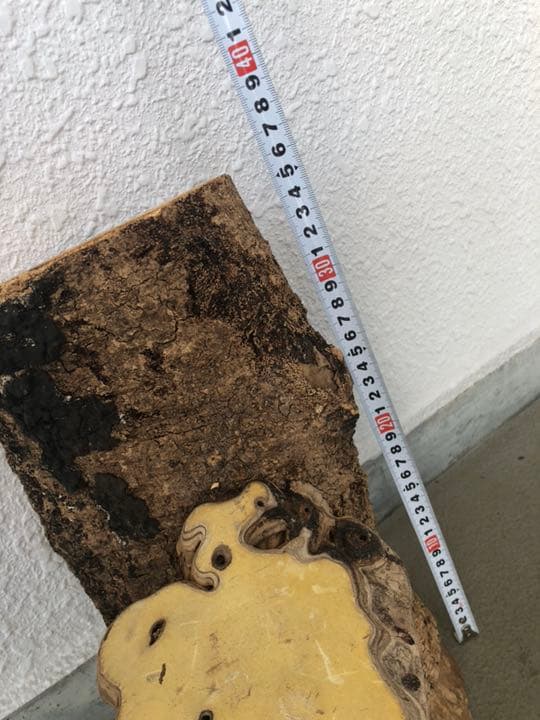 サルノコシカケ