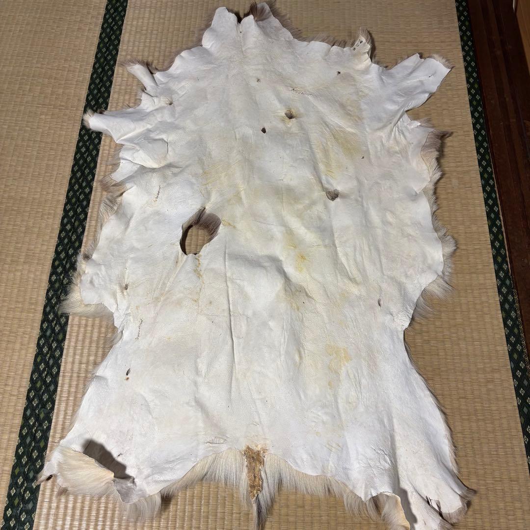 【猟師直送】天然 ニホンジカ 毛皮 鹿革 整理品 剥製 インテリア ラグ