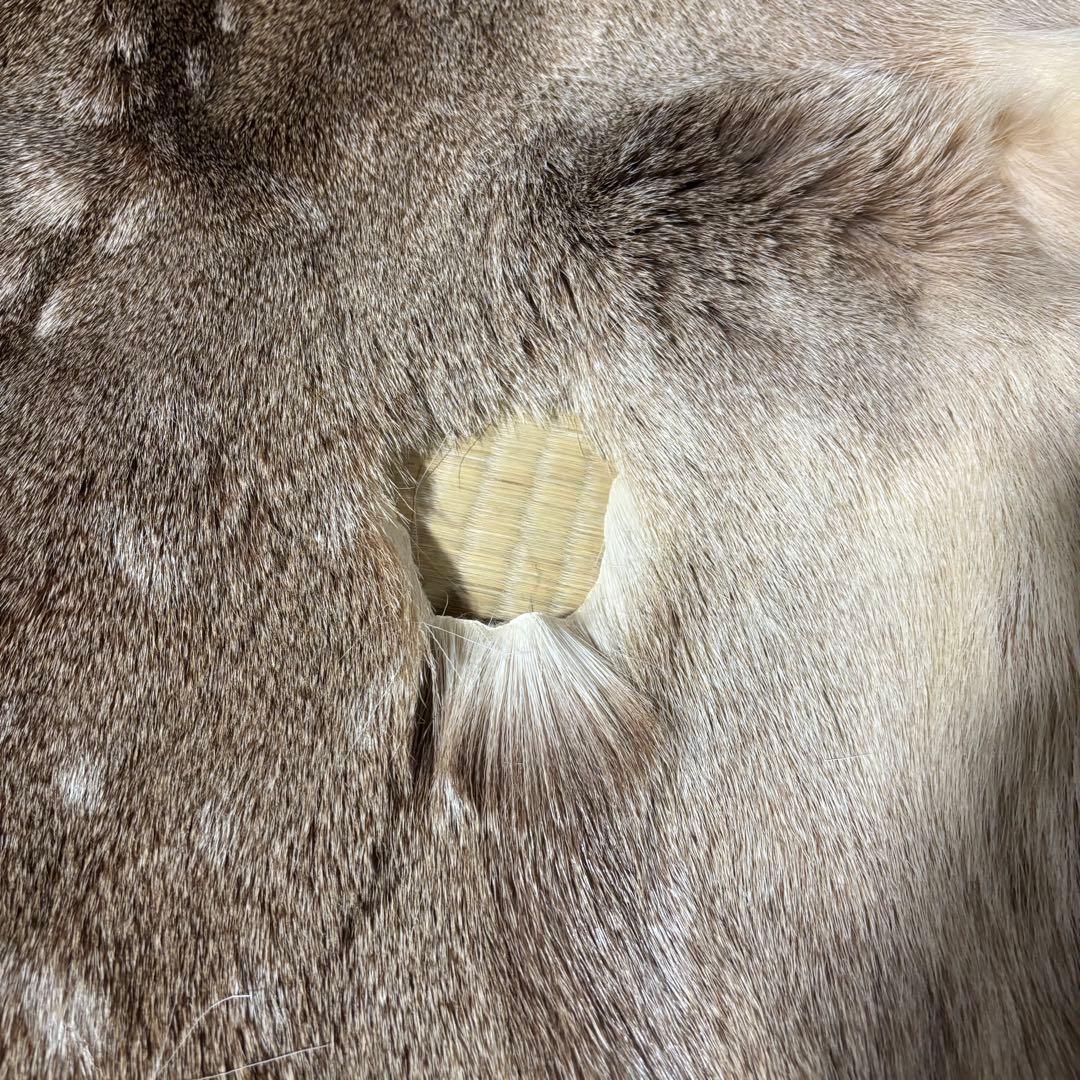 【猟師直送】天然 ニホンジカ 毛皮 鹿革 整理品 剥製 インテリア ラグ