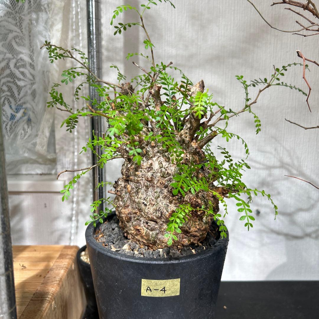 塊根植物 新芽あり パキプス