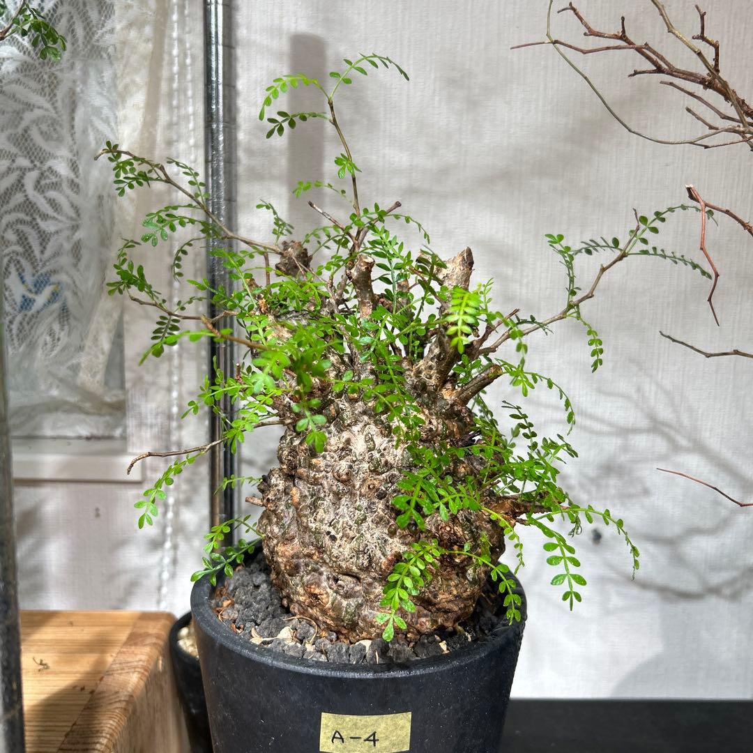 塊根植物 新芽あり パキプス