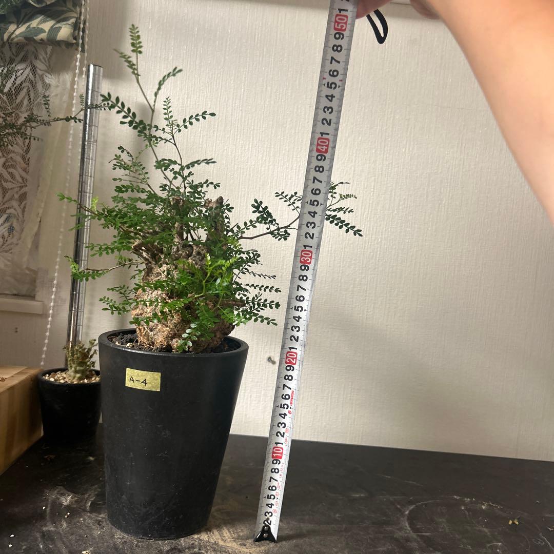 塊根植物 新芽あり パキプス