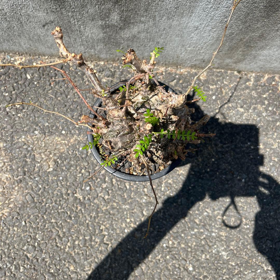 塊根植物 新芽あり パキプス
