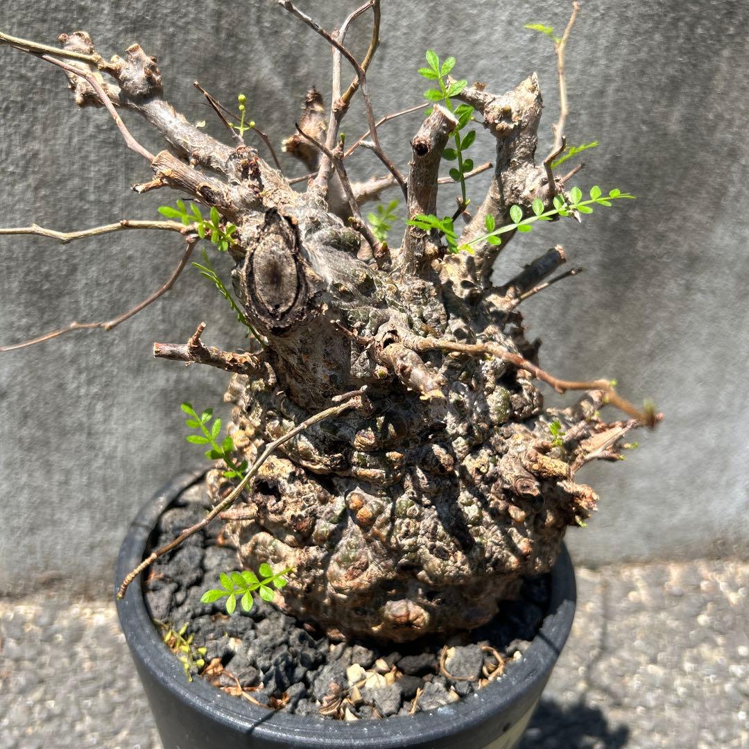 塊根植物 新芽あり パキプス