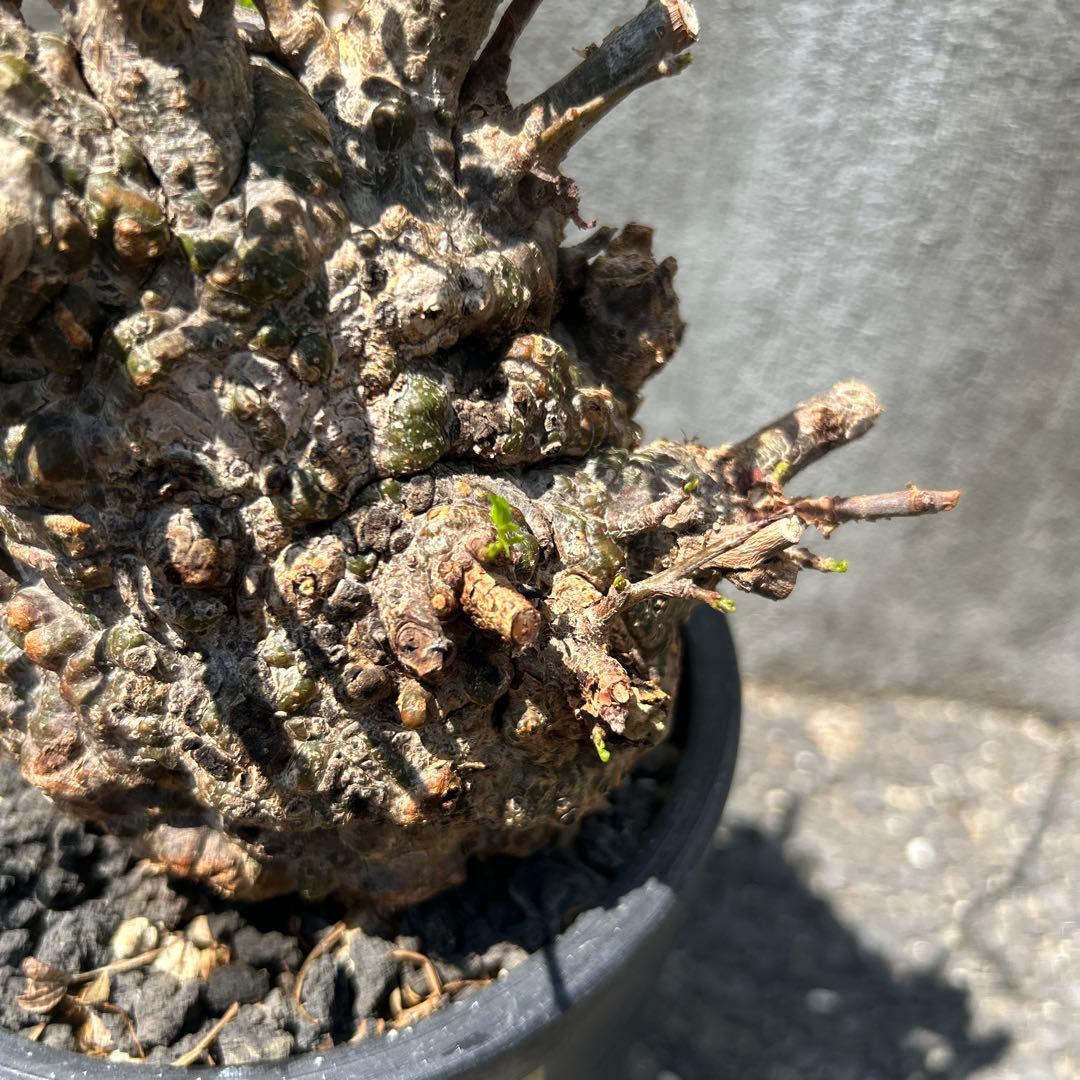 塊根植物 新芽あり パキプス