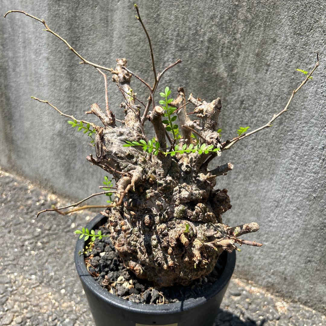 塊根植物 新芽あり パキプス