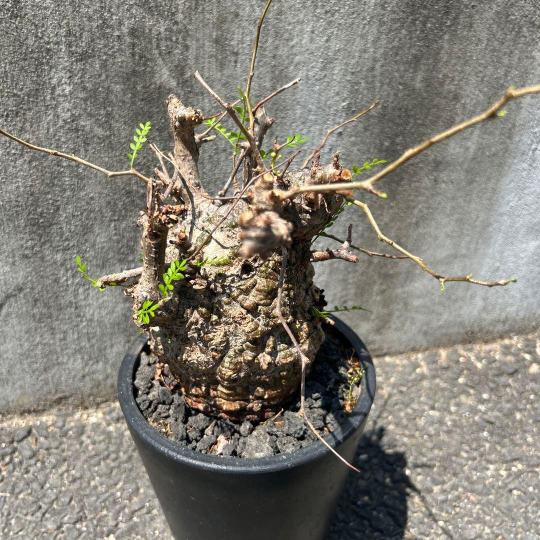 塊根植物 新芽あり パキプス