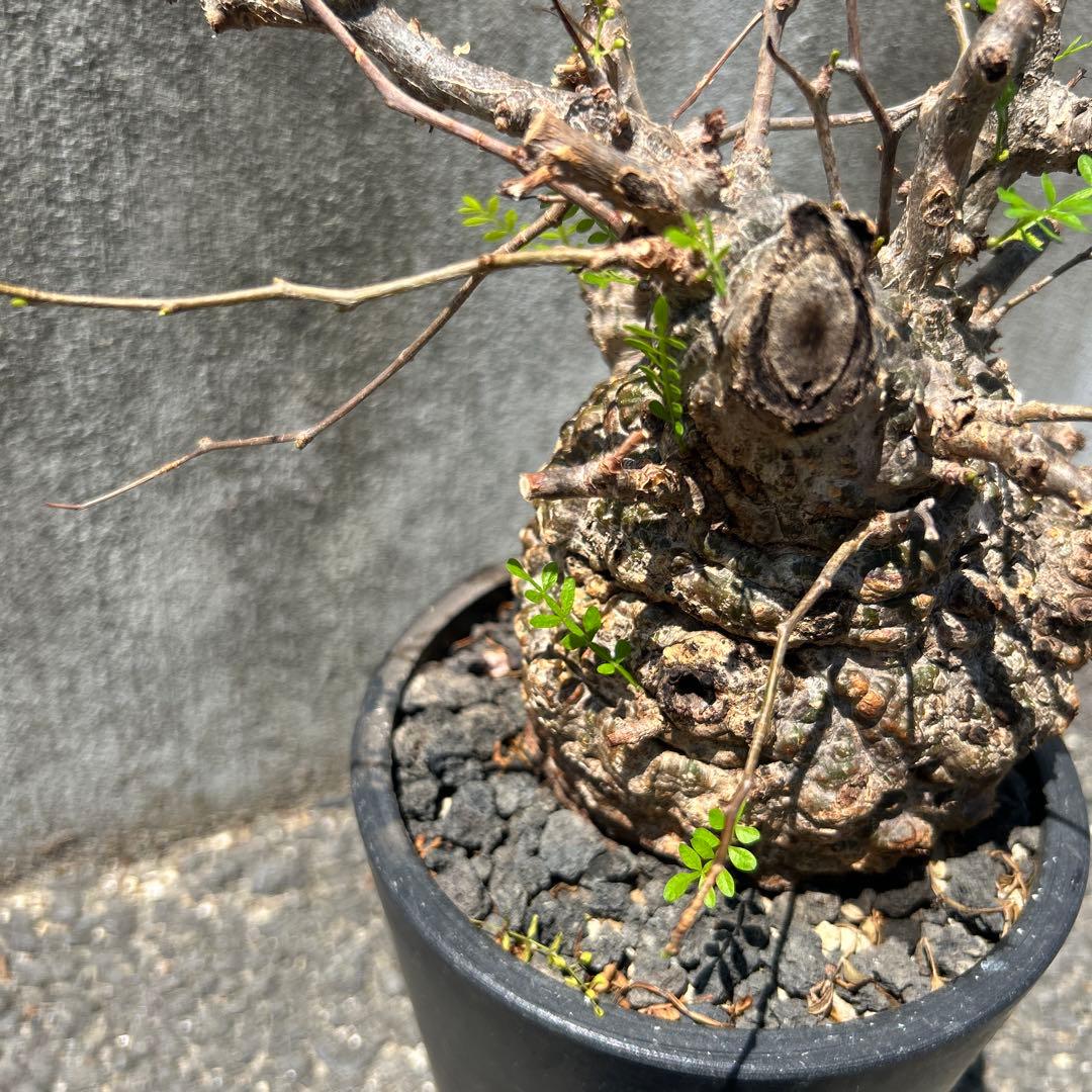 塊根植物 新芽あり パキプス