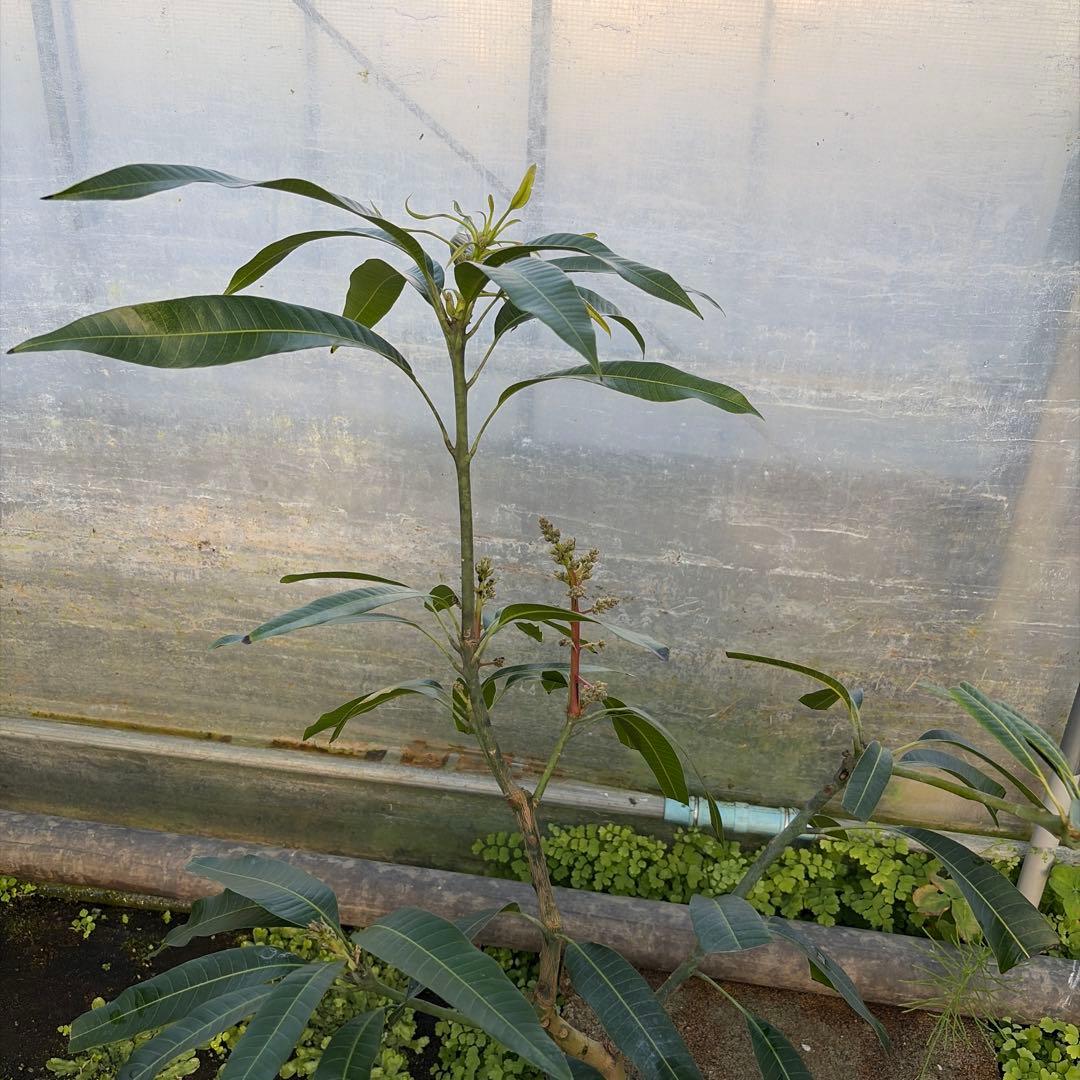 アップルマンゴー苗　6号　花芽付き