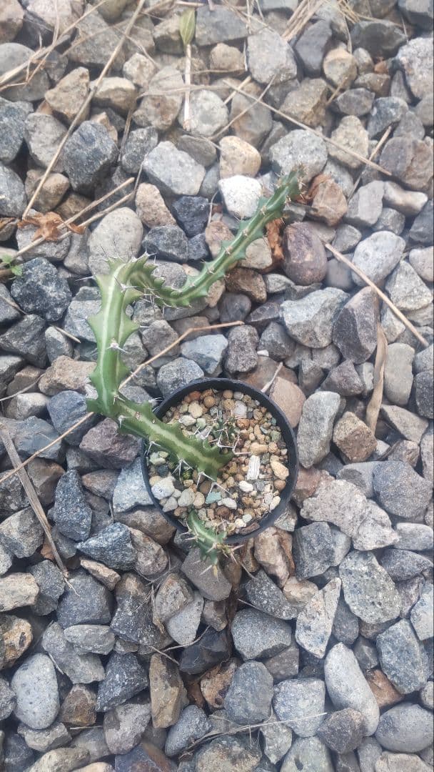 まりちゃま様　確認用