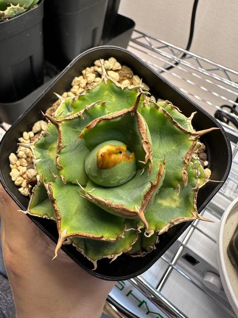 アガベ チタノタ CJspecial CJスペシャル CJ9 清櫻タイプ 子株 - メルカリ