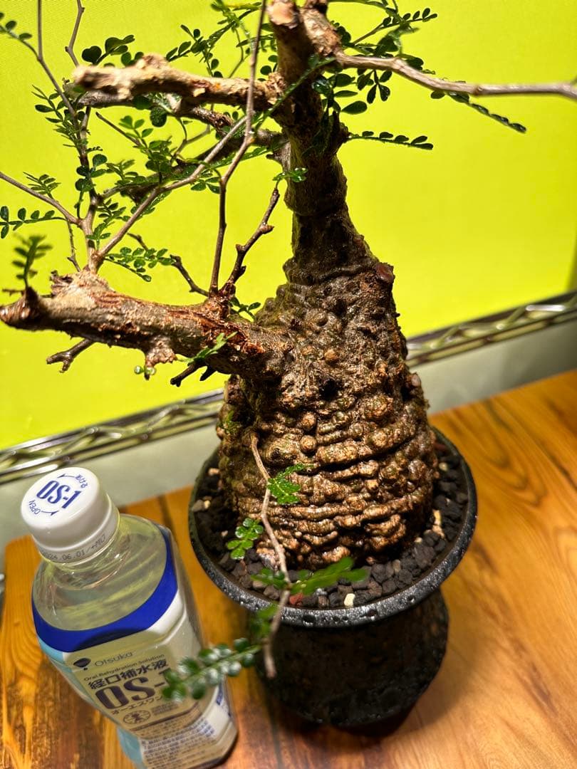 オペルクリカリアパキプス 現地球　発根済　良型　カタチ製作所