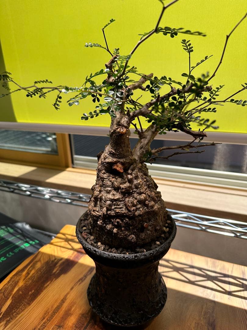 オペルクリカリアパキプス 現地球　発根済　良型　カタチ製作所