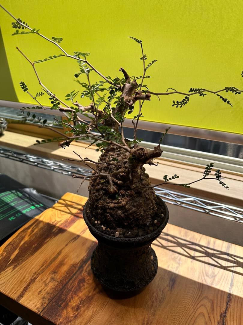 オペルクリカリアパキプス 現地球　発根済　良型　カタチ製作所