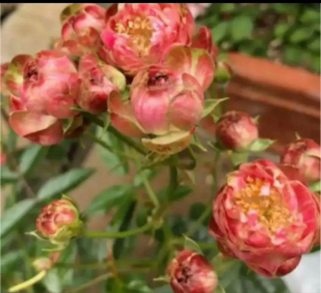 アンティークカラー　バラ(ᵔᴥᵔ)かわいいお庭♡シャビーなガーデン　スプレーバラ