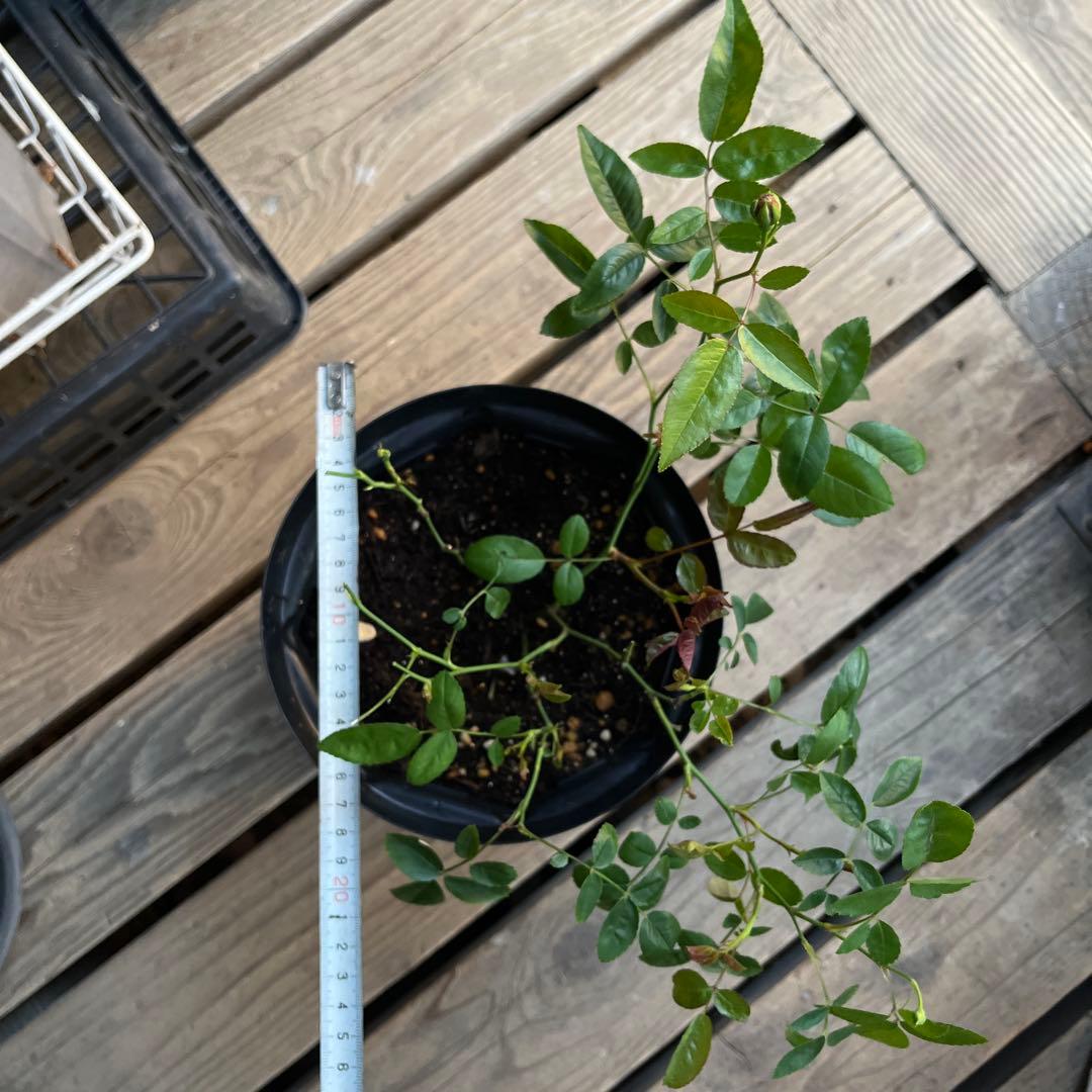 アンティークカラー　バラ(ᵔᴥᵔ)かわいいお庭♡シャビーなガーデン　スプレーバラ