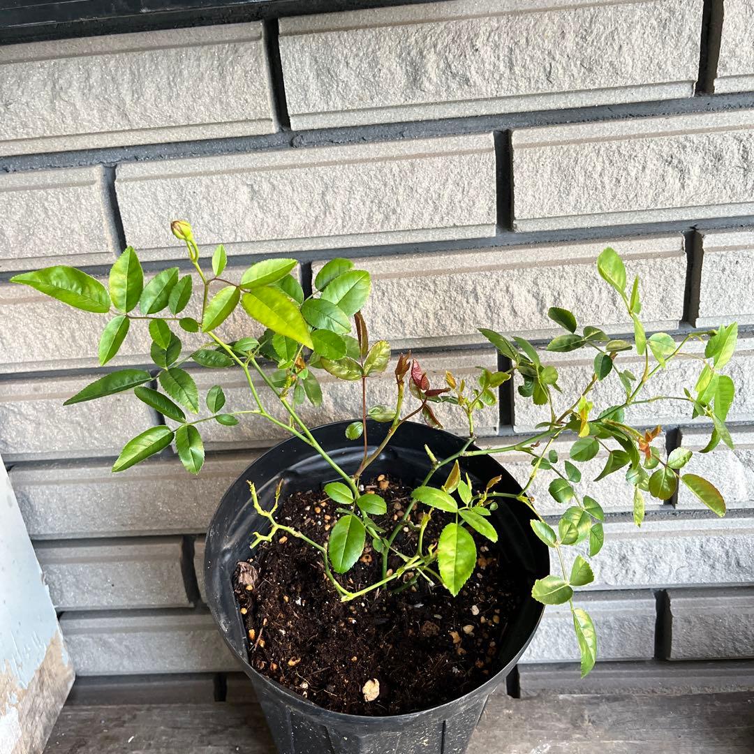 アンティークカラー　バラ(ᵔᴥᵔ)かわいいお庭♡シャビーなガーデン　スプレーバラ